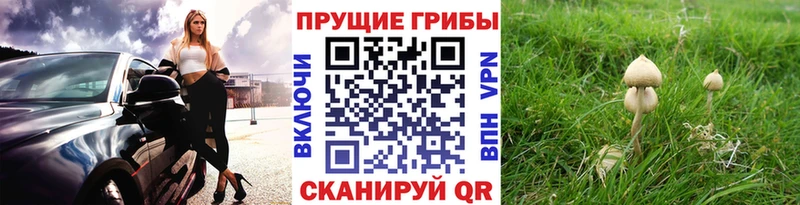 mega как зайти  Горячий Ключ  Псилоцибиновые грибы Magic Shrooms 